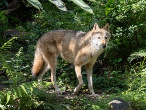 陪伴十五載的溫柔身影道別了！臺北市立動物園灰狼「蘿拉」安詳離世